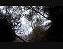 鳥の鳴き声20210305