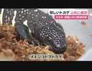 日本初・開園以来の目標だった珍しいトカゲのふ化に成功　静岡・河津町