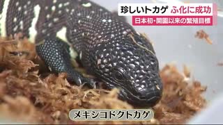 日本初・開園以来の目標だった珍しいトカゲのふ化に成功　静岡・河津町