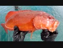 【魚突き】奄美大島 スジアラ イシガキダイ コショウダイ 2020年5月25日