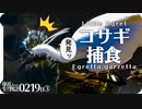 0219B3【鳥が魚を捕食飛び込み】コサギが魚を狙う。カワセミ、オオバンの水かき、カルガモ、セキレイ3種、コイの稚魚、春の草花、てんとう虫。鶴見川水系恩田川 #身近な生き物語 #コサギ #捕食