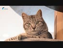 保護猫譲渡・新車リース事業所「フラットプラス＆Myao（ミャオ）」がオープン（2021年2月22日）