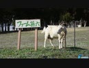 〝草食べ〟任せて！武雄市若木町の農園「ファーム孫六」でヤギのレンタル始まる（2021年3月3日）