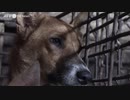 犬の食肉処理場が閉鎖、25年で100万匹超を処理 カンボジア