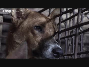 人気の 犬肉 動画 42本 ニコニコ動画