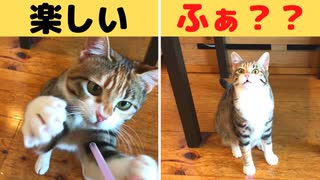 猫にストローでフゥーしたらまさかのフレーメン反応…ｗ