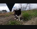 マスクを被ったような野良猫が追いかけてくるｗ