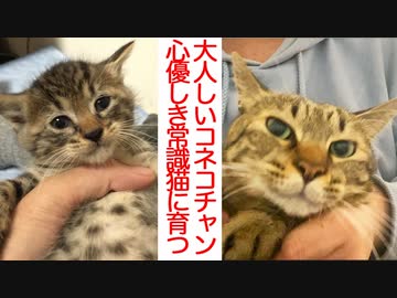 大人しすぎる子猫、心優しき次男坊猫に成長する