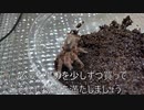 [ApexLegendsか]タランチュラ飼育日記その１１３[ウマ娘かしかないんかこの世は]