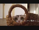猫が籠に入るとこうなります。