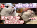 この猫は怒ってるのか喜んでるのかどっちやねん