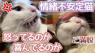 この猫は怒ってるのか喜んでるのかどっちやねん