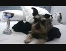 ミニチュアシュナウザーのアジリティ（一位）