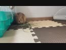 うさぎのサリー　家で初のご飯