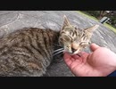 公園の人懐っこいキジトラ猫をモフった時の顔が可愛くて忘れられない