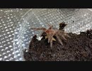 [ウェカピポ]タランチュラ飼育日記その１１４[アーラーアラアラ]
