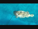 【魚突き】奄美大島 マダラハタ11kg 2020年6月1日