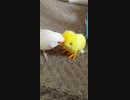 生後約三カ月　コザクラインコのひな♡　初めておもちゃで遊んでみた(*´ω`*)