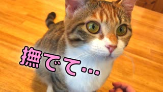 頭を擦り付けて甘えてくる猫がかわいすぎる件…ｗ