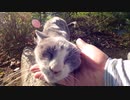 ナデナデすると顔を突き出してくる野良猫が可愛すぎる