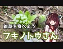 【思い切って野草を食べてみよう】#6 フキノトウさんで「フキ味噌」！