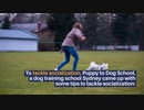 Top 4 Tips To Socializing Your Dog Training School Sydney