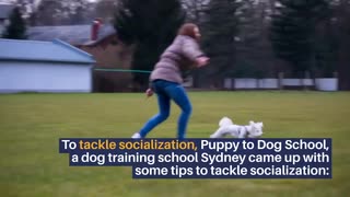 Top 4 Tips To Socializing Your Dog Training School Sydney