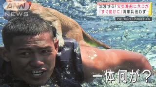 海軍隊員が決死の救助　沈没寸前の船にネコが・・・