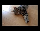 カメラに向かって伸びた後そのまま横たわる猫 - a cat stretches himself for the camera and soon lies down on the floor -