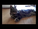 顔を起こしたのち目を閉じる猫 - a cat heaves himself upright and closes his eyes -