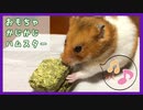 【癒し】牧草のおもちゃをかじかじしまくるハムスター【コル】