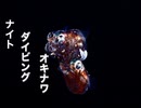 ナイトダイビング沖縄・マクロダイブ・沖縄ダイビング