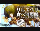 0224B【緑フィンチがサルスベリ食べる】カワラヒワ採餌。カワセミ夫婦とジョウビタキ。エナガとシジュウカラ。シュウメイギクの綿にサルココッカ　#身近な生き物語 #カワラヒワ #フィンチ