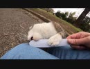 上機嫌の野良猫にねこじゃすりを見せたらさらに上機嫌になりました