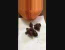 【バレンタイン】あごちゃんがみんなにチョコを用意してくれたようです。