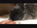 【うさぎ】甘えんぼモード【毛玉】