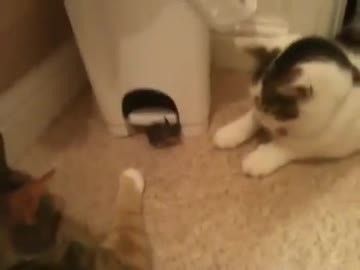 ネズミ（マウス）に噛みつかれるネコ