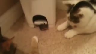 ネズミ（マウス）に噛みつかれるネコ