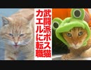 武闘派ボス猫、闘いの日々の末の引退のとき