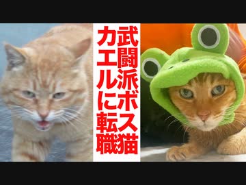 武闘派ボス猫、闘いの日々の末の引退のとき