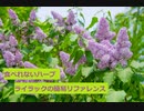 【スパイスを知ろう！】ライラックを知ろう！【part98】