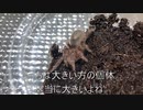 [彼女展]タランチュラ飼育日記その１１６[めっちゃいきてぇ]