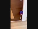 猿になったらっだぁ【MAD】