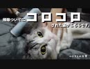 掃除ついでにコロコロされた猫がこちらです。