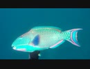 【魚突き】奄美大島 イロブダイ 2020年6月12日