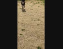 ドックランに来た
