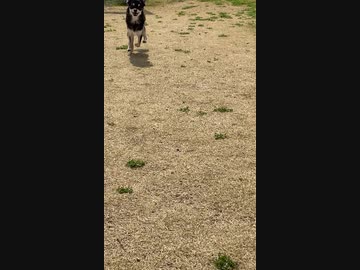 ドックランに来た