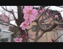 ２０２１年３月７日　ho散歩　西三次