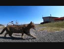 【魚を食べる猫】猫島では母猫が仔猫に魚を届けて命をつないでいる