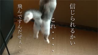 サラダついに飛ぶ( ﾟДﾟ)コッチンするけど(^^)_　★短足マンチカン幼女★